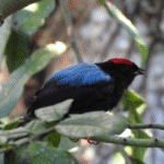 Avistamiento de Aves - Image 5